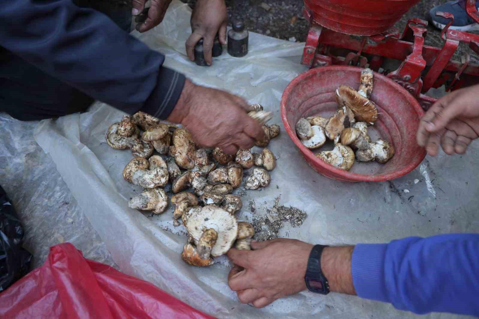 Sedir mantarının geleceği için uyarı: "Her mantar toplanmaz"