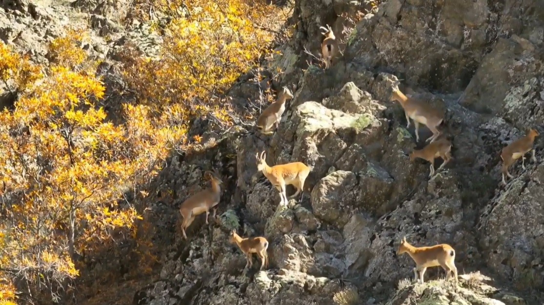 Erzincan dağlarında yaban keçileri görüntülendi