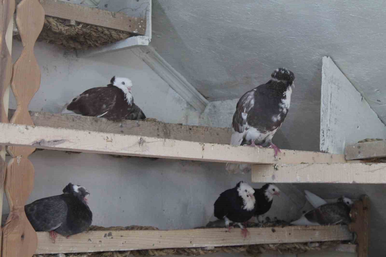 Türk fısıldayıcısı Bayburt Güvercini sesiyle büyülüyor