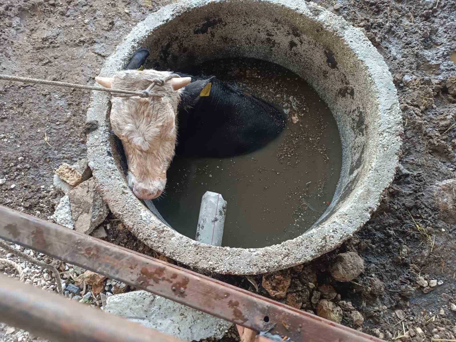 Kuyuya düşen ineği itfaiye kurtardı