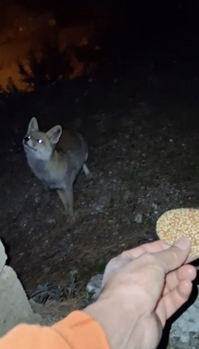 Osmaniye’de meraklı tilki, Osmaniye kömbesini geri çevirmedi