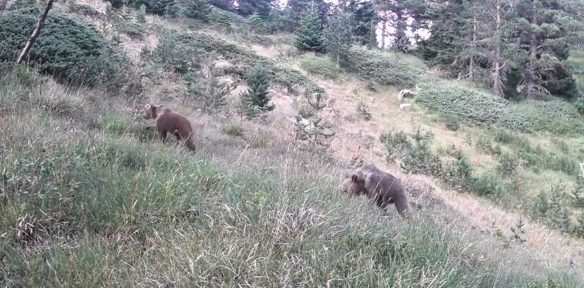 Anne ayı ve yavruları kamerada