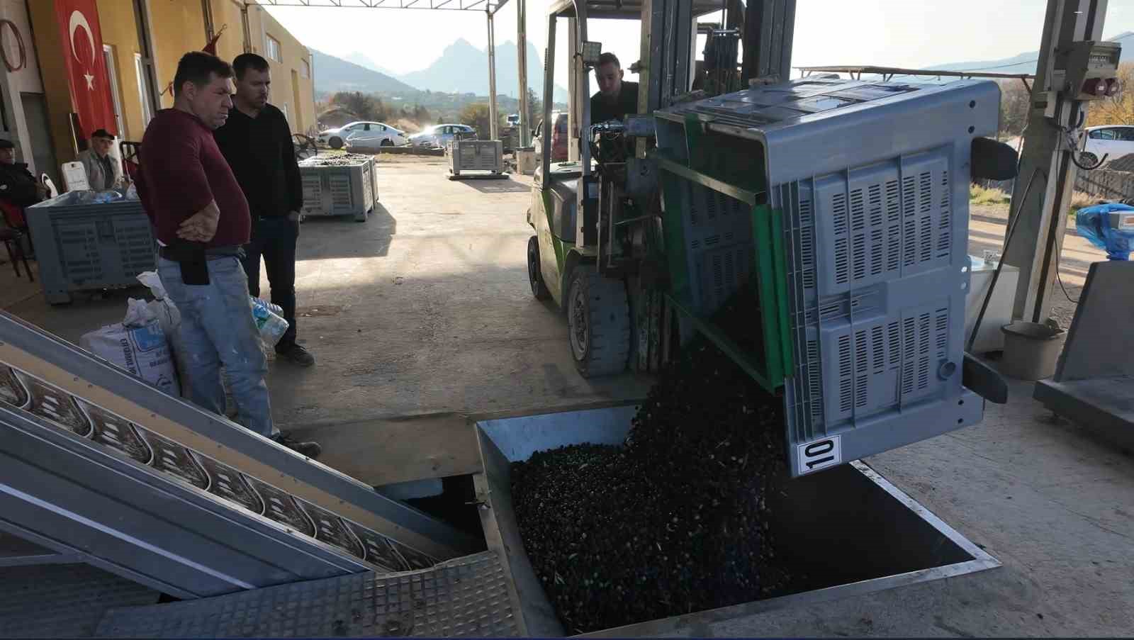 Eskişehir’in Akdeniz’inde zeytinyağının soğuk sıkım yolculuğu