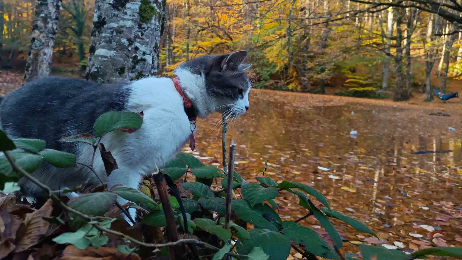Yedig&ouml;ller Milli Parkı ziyaret&ccedil;i akınına uğradı
