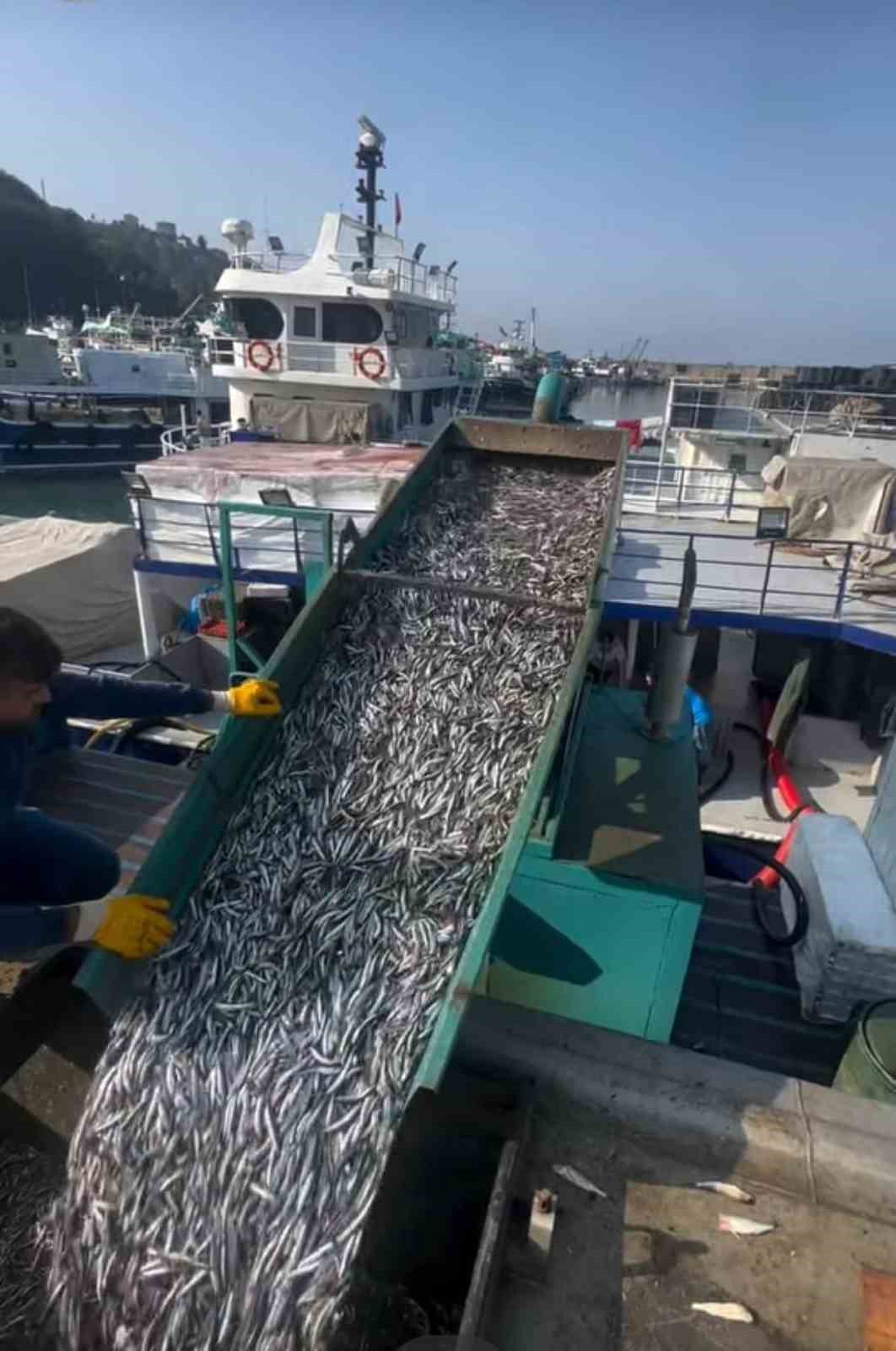 Araklı Limanı’nda hafta sonu hamsi yoğunluğu

