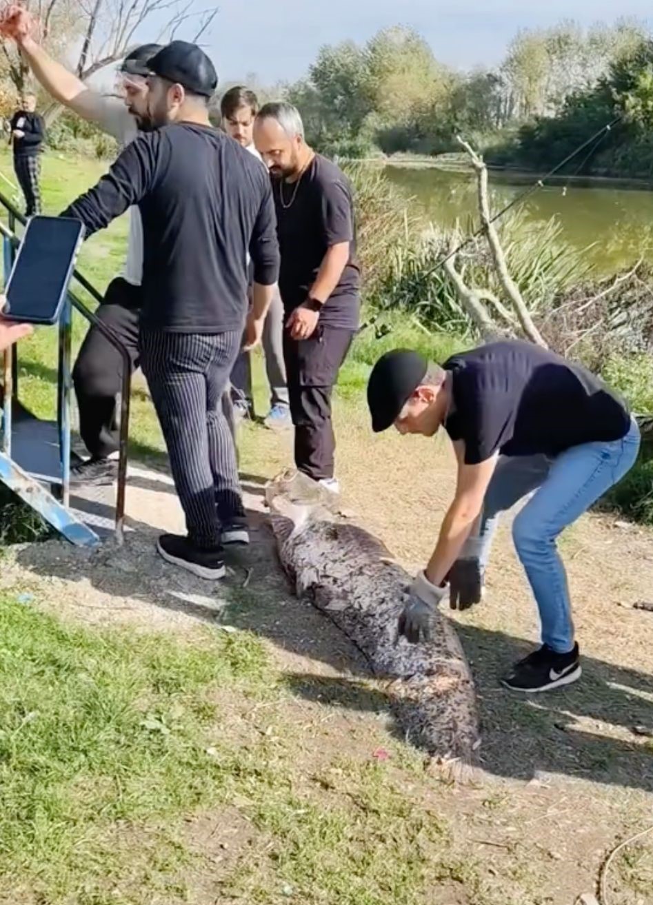Oltaya takılan 50 kiloluk dev balık şaşırttı
