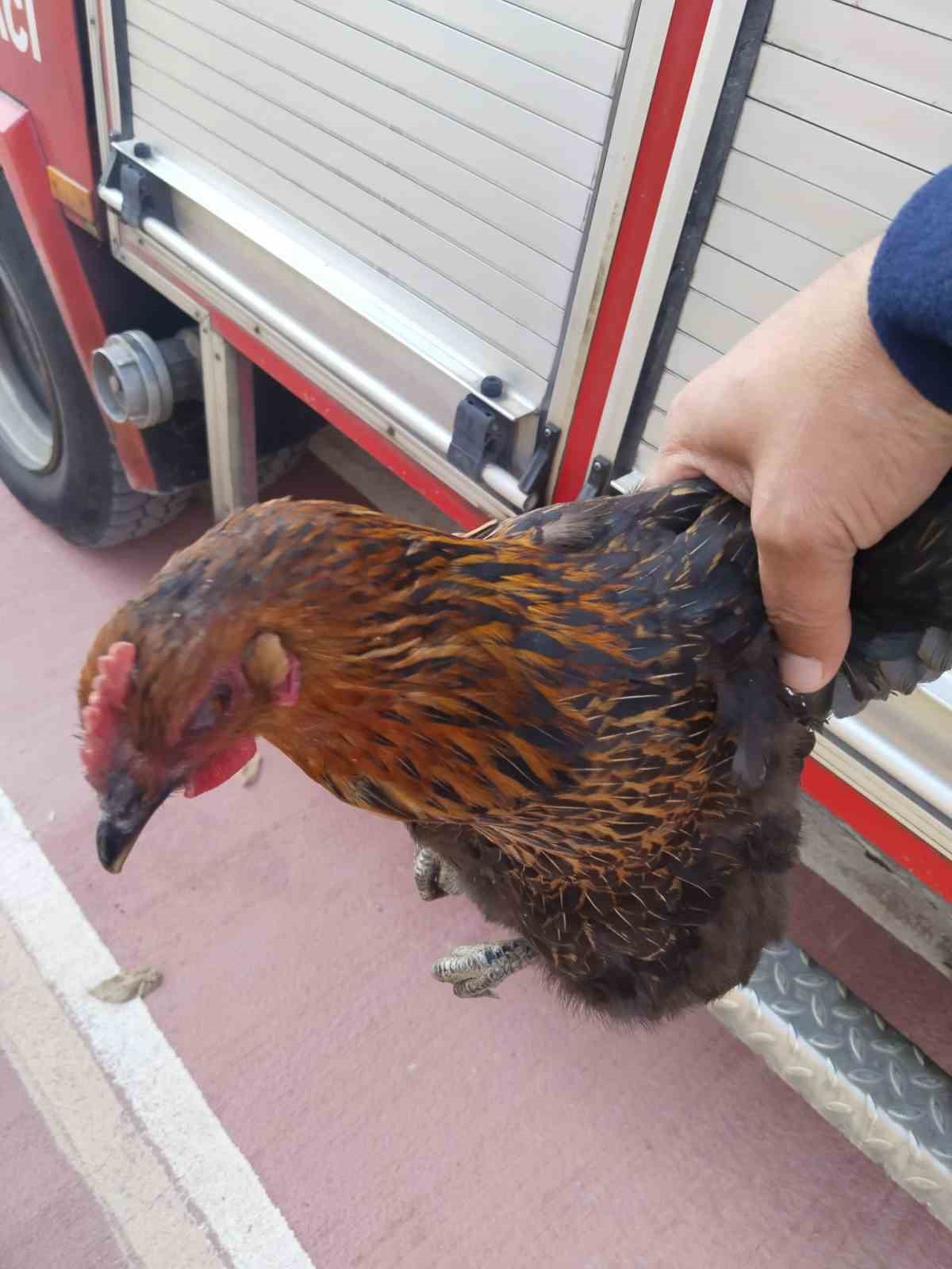 Harşit Çayı’na düşen tavuğu itfaiye kurtardı