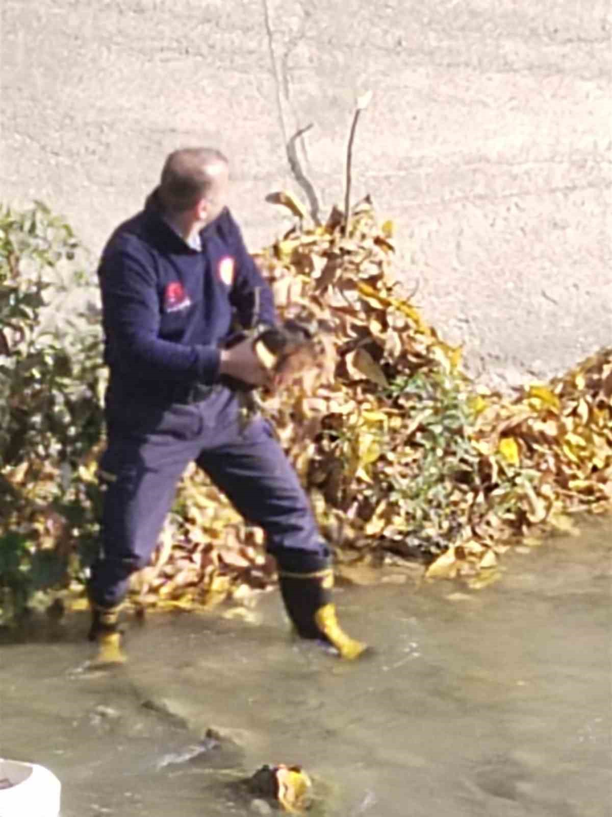 Harşit Çayı’na düşen tavuğu itfaiye kurtardı
