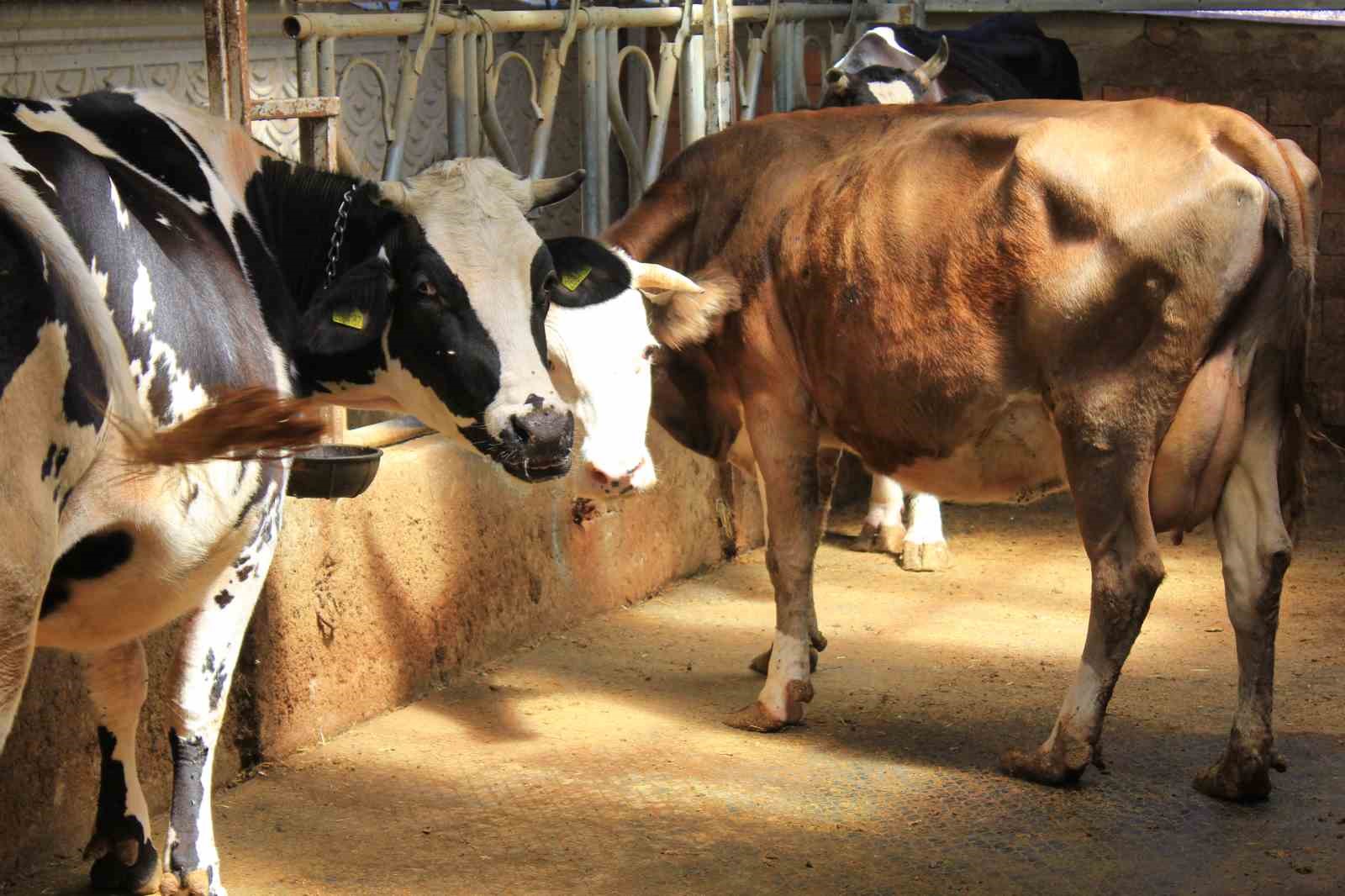 Şapa karşı ’hayvanlara küflü domates yedirmeyin, idrar içirmeyin’ uyarısı
