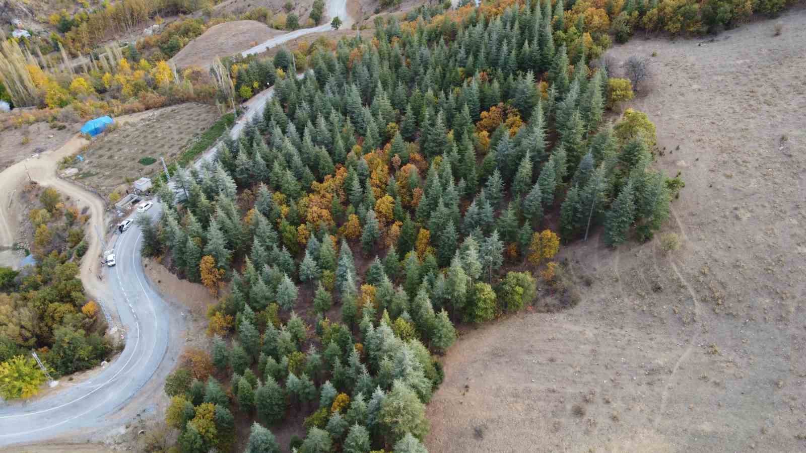 Adana’da 37 yıl önce köylülerin diktiği fidanlar ormana dönüştü