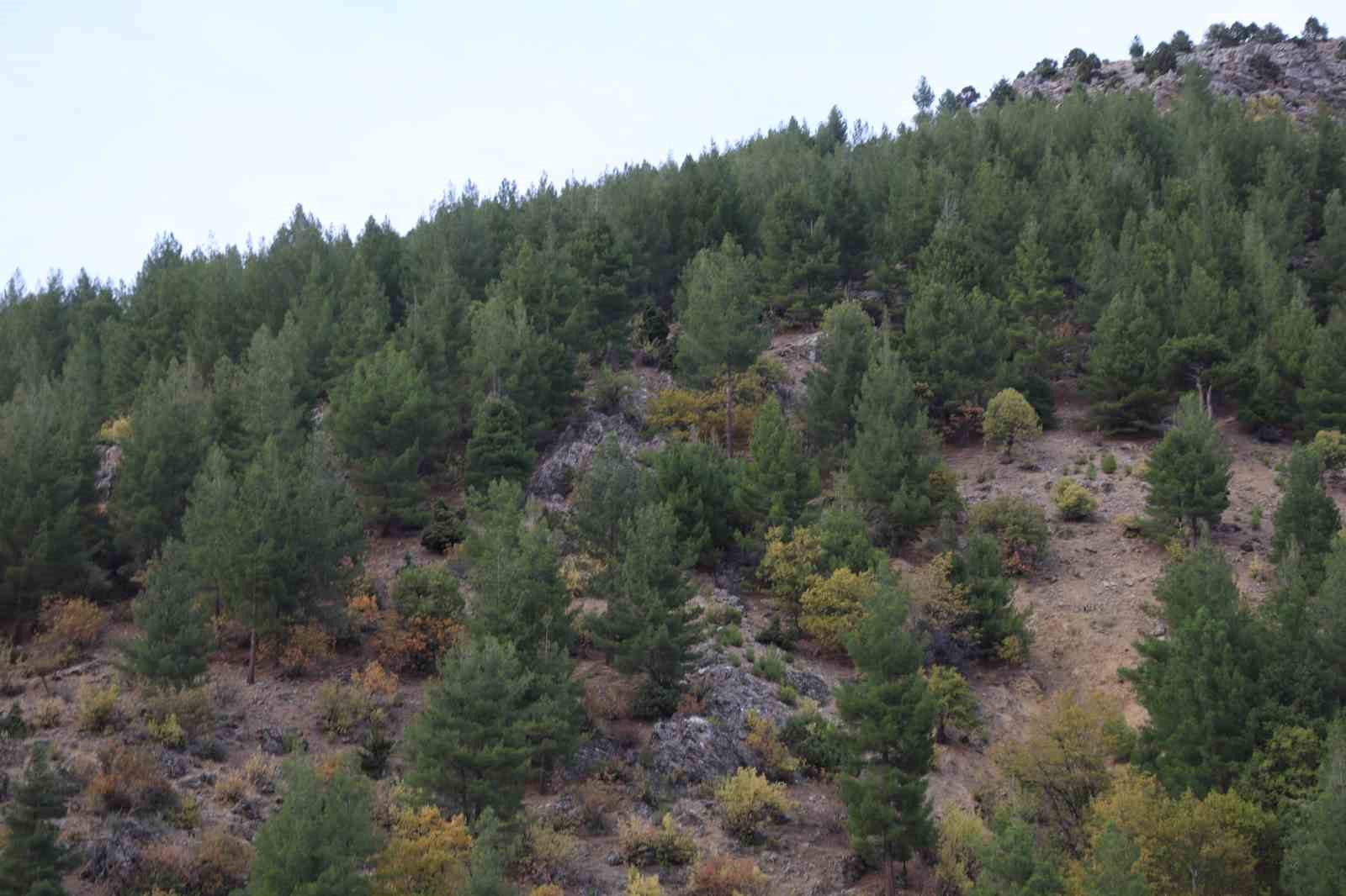 Adana’da 37 yıl önce köylülerin diktiği fidanlar ormana dönüştü
