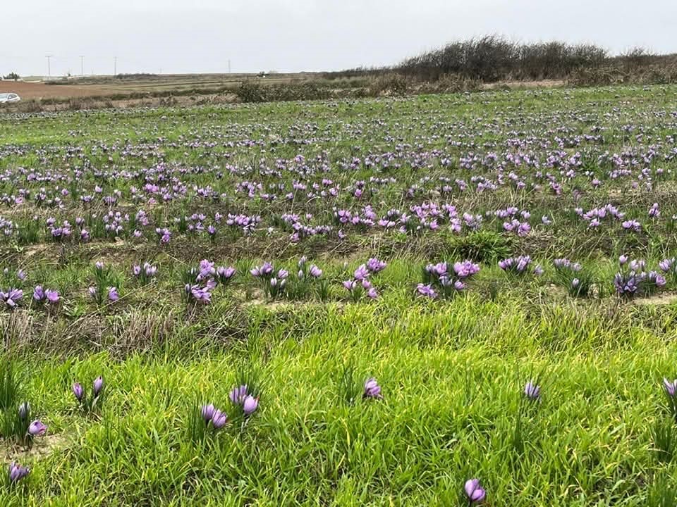 Tekirdağ’da safran üretimi yaygınlaşıyor
