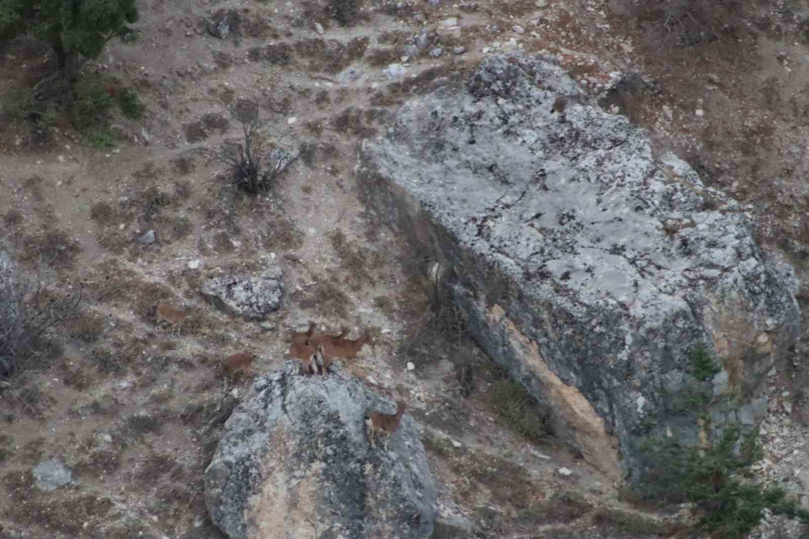 Tunceli’de vaşak görüntülendi