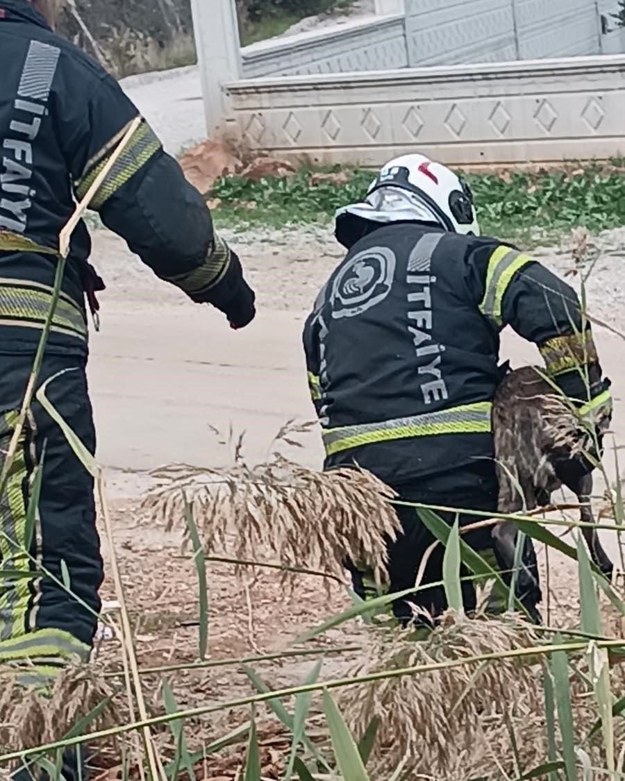 Fosseptik çukuruna düşen köpek kurtarıldı
