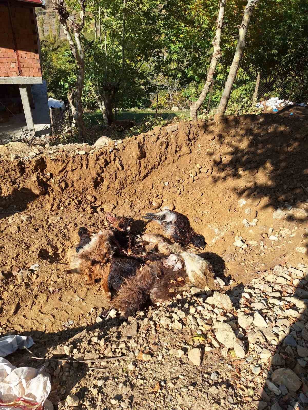 Batman’da kurtlar ağıla girerek 10 adet küçükbaş telef etti