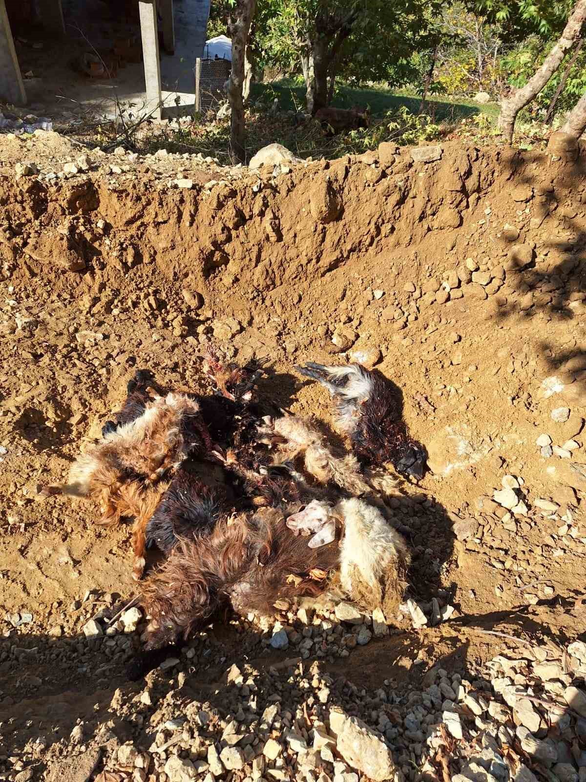 Batman’da kurtlar ağıla girerek 10 adet küçükbaş telef etti