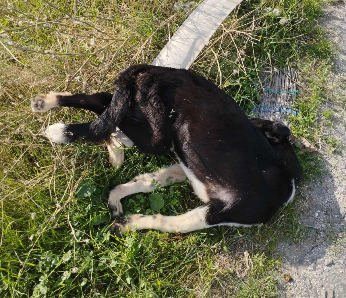 Buldan&rsquo;da yol kenarında &ouml;l&uuml; k&ouml;pekler bulundu
