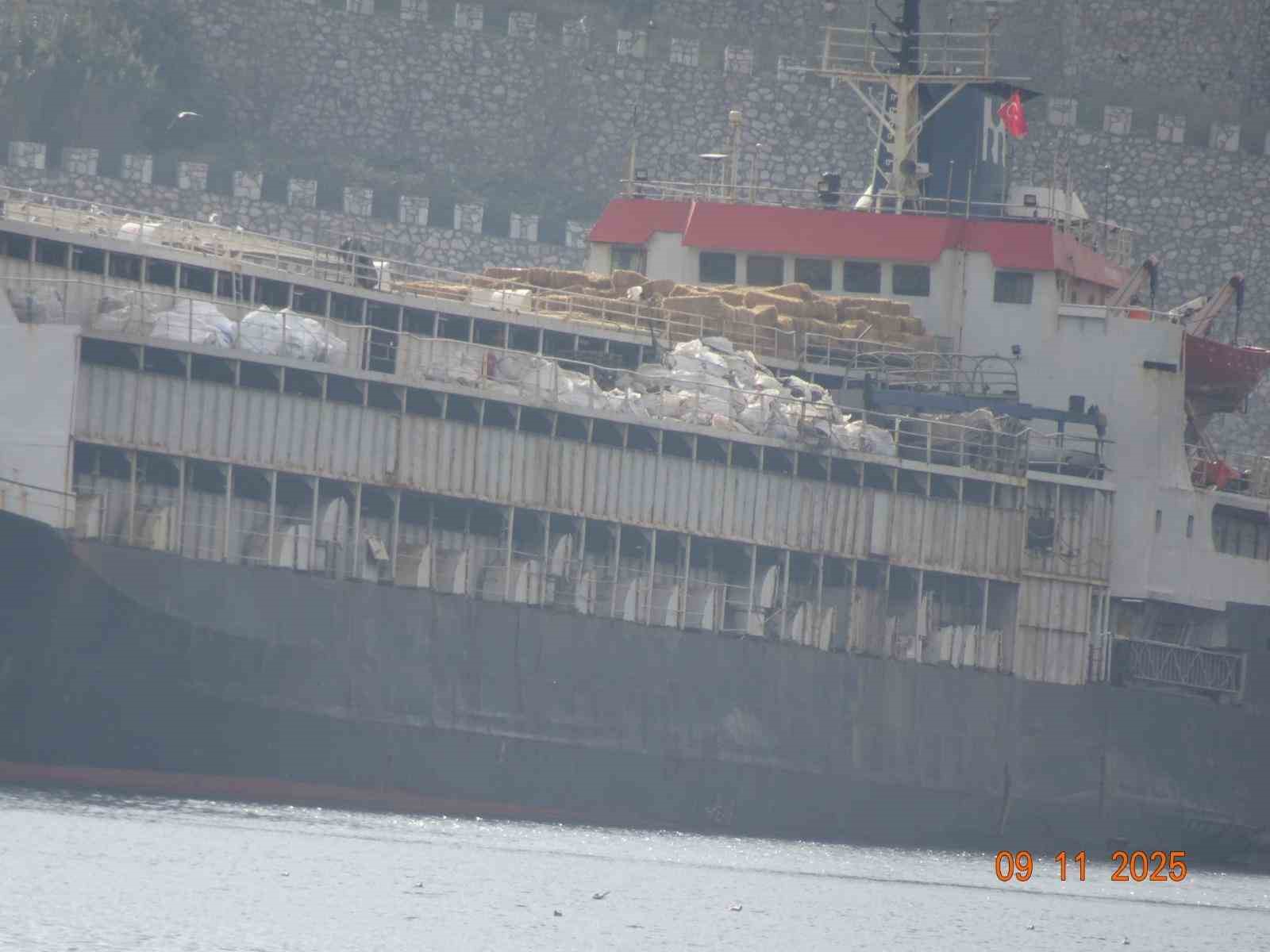 Susuzluktan boru yalayan inekler
