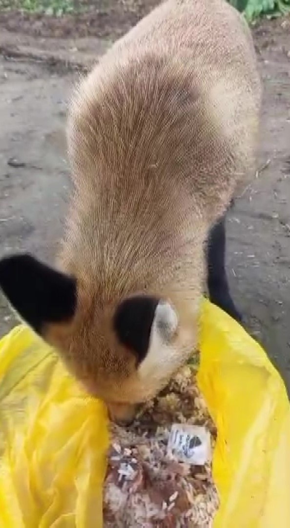 Çiftçi ile tilkinin sıra dışı dostluğu: Serasını koruyan tilkiyi et ve dönerle besliyor
