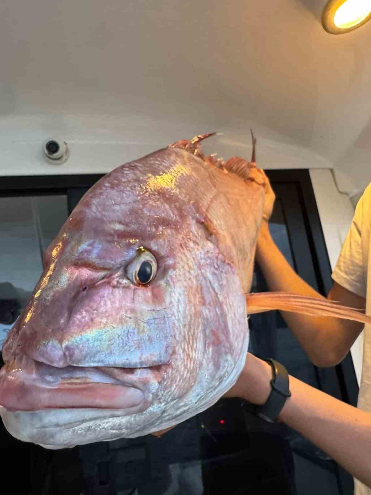 Çanakkale’de balıkçılar 12 kilogramlık mercan balığı yakaladı
