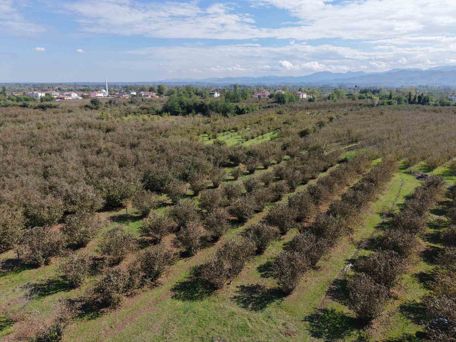 Verimli topraklar ağaçlarla kaplanıyor: Çarşamba Ovası tarımdan uzaklaşıyor