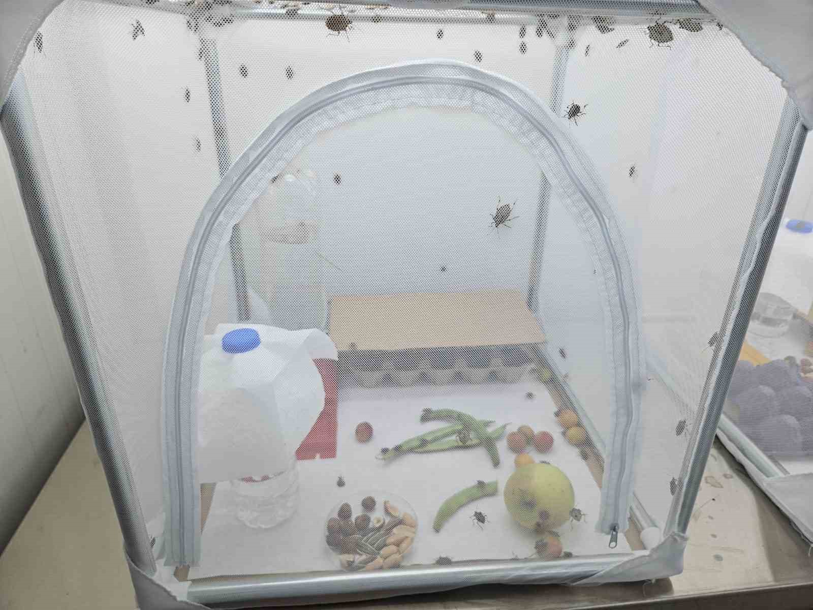 Artvin’de başlayan zararlı, Marmara’ya ulaştı
