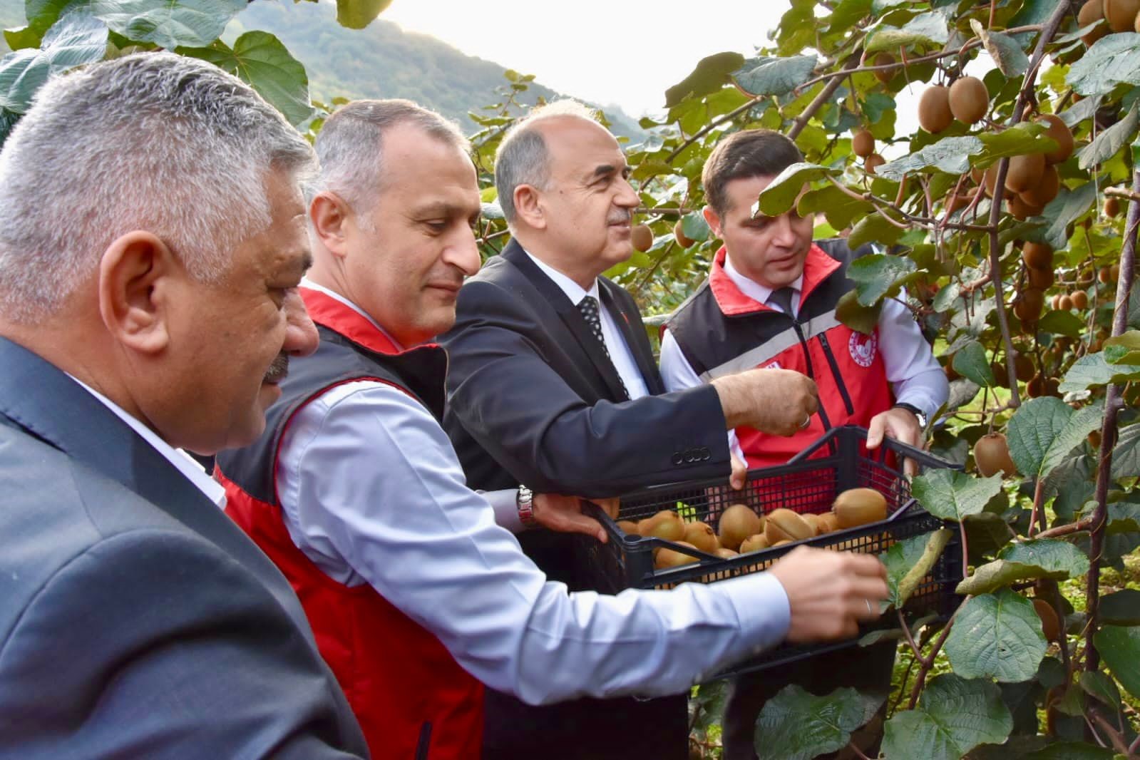 Tescilli Ordu kivisinde hasat başladı: İlin ekonomisine 520 milyon TL katkı
