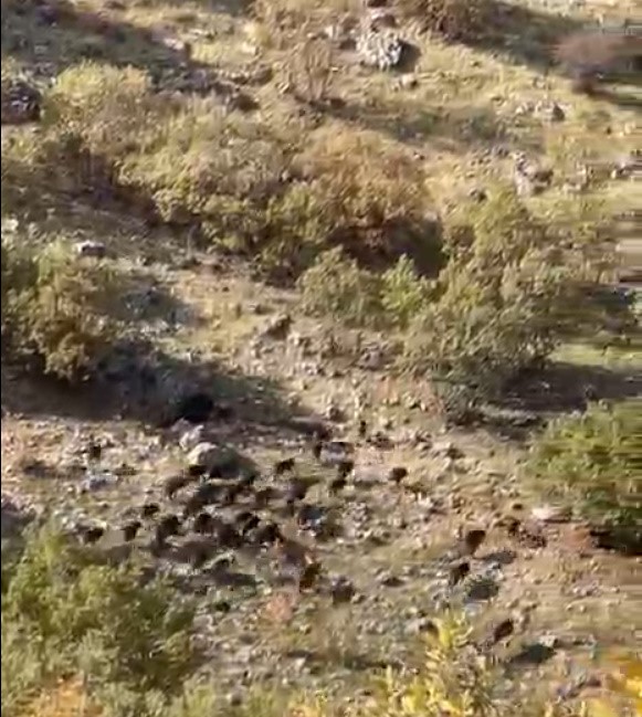 Gercüş’te domuz sürüleri görüntülendi