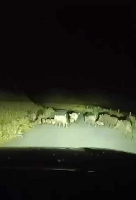 Gercüş’te domuz sürüleri görüntülendi