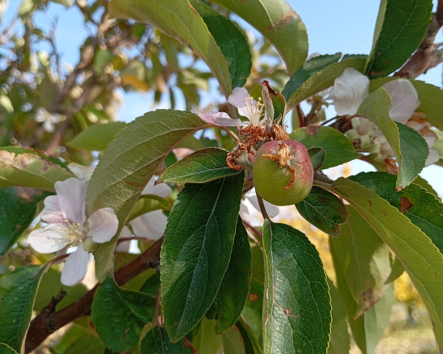 Malatya’da elma ağacı çiçek açıp meyve verdi