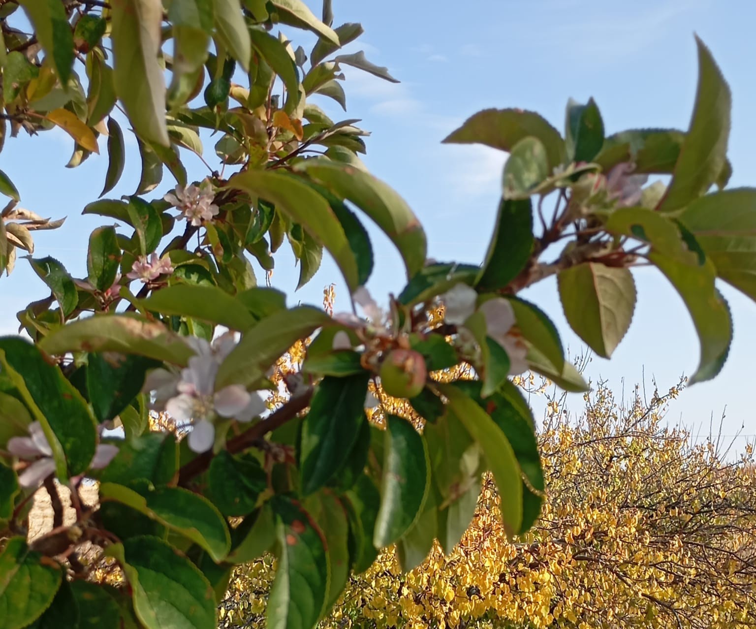 Malatya&rsquo;da elma ağacı &ccedil;i&ccedil;ek a&ccedil;ıp meyve verdi
