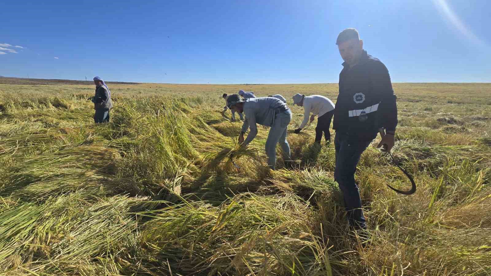 Karacadağ pirincinde ilaç kalıntısı olmadığı analizlerle doğruladı