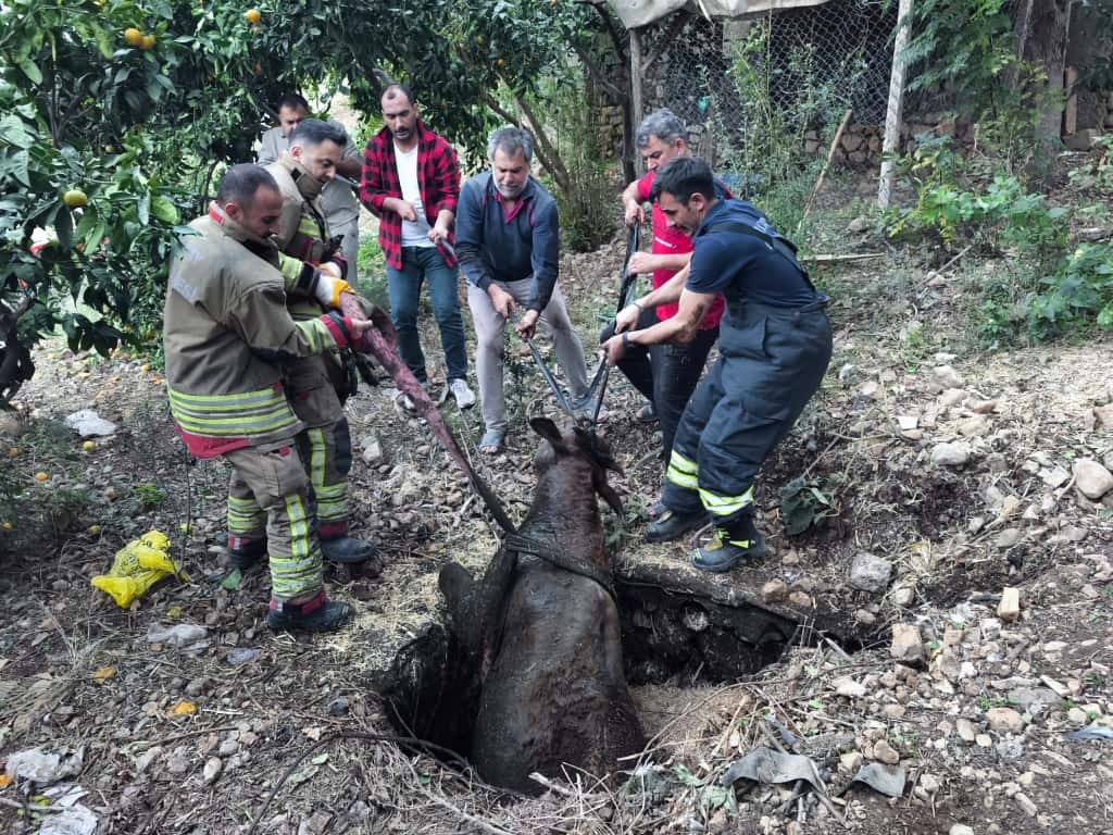Kuyuya düşen ineği itfaiye kurtardı