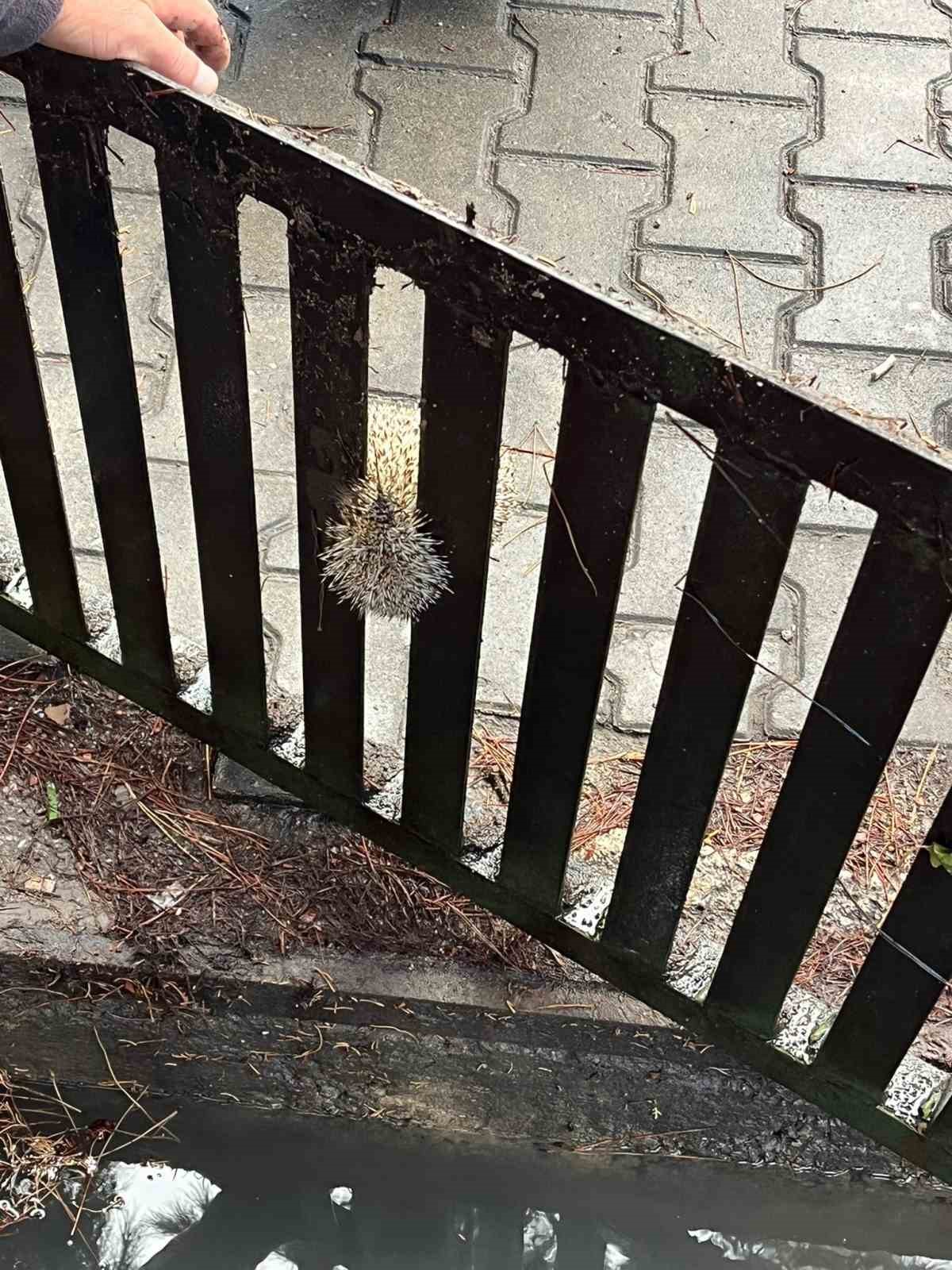 Burhaniye’de mazgala sıkışan kirpiyi itfaiye kurtardı