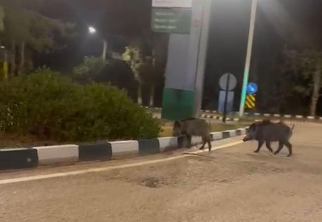 &Ccedil;ukurova &Uuml;niversitesi yerleşkesine s&uuml;r&uuml; halinde giren domuzlar g&ouml;r&uuml;nt&uuml;lendi
