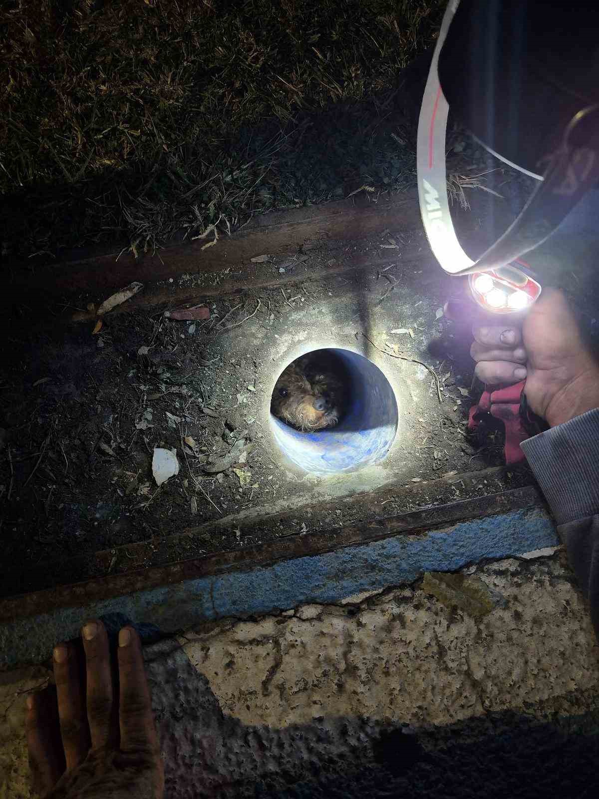 Mazgala d&uuml;şen kayıp k&ouml;pek ve yangında mahsur kalan kediler itfaiyenin &ccedil;abasıyla kurtarıldı
