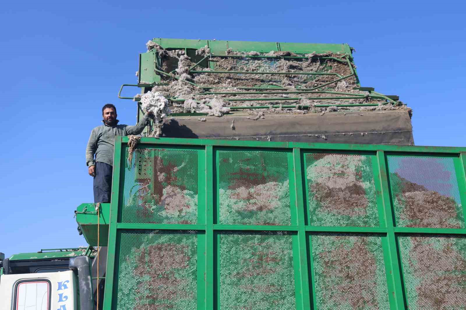 Beyaz altın pamukta kuraklık rekolteyi etkiledi
