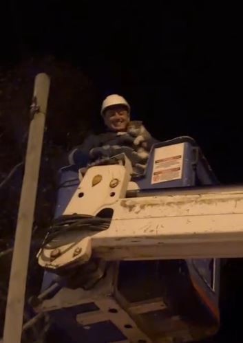 Direkte mahsur kalan kediyi Aras EDAŞ ekipleri kurtardı