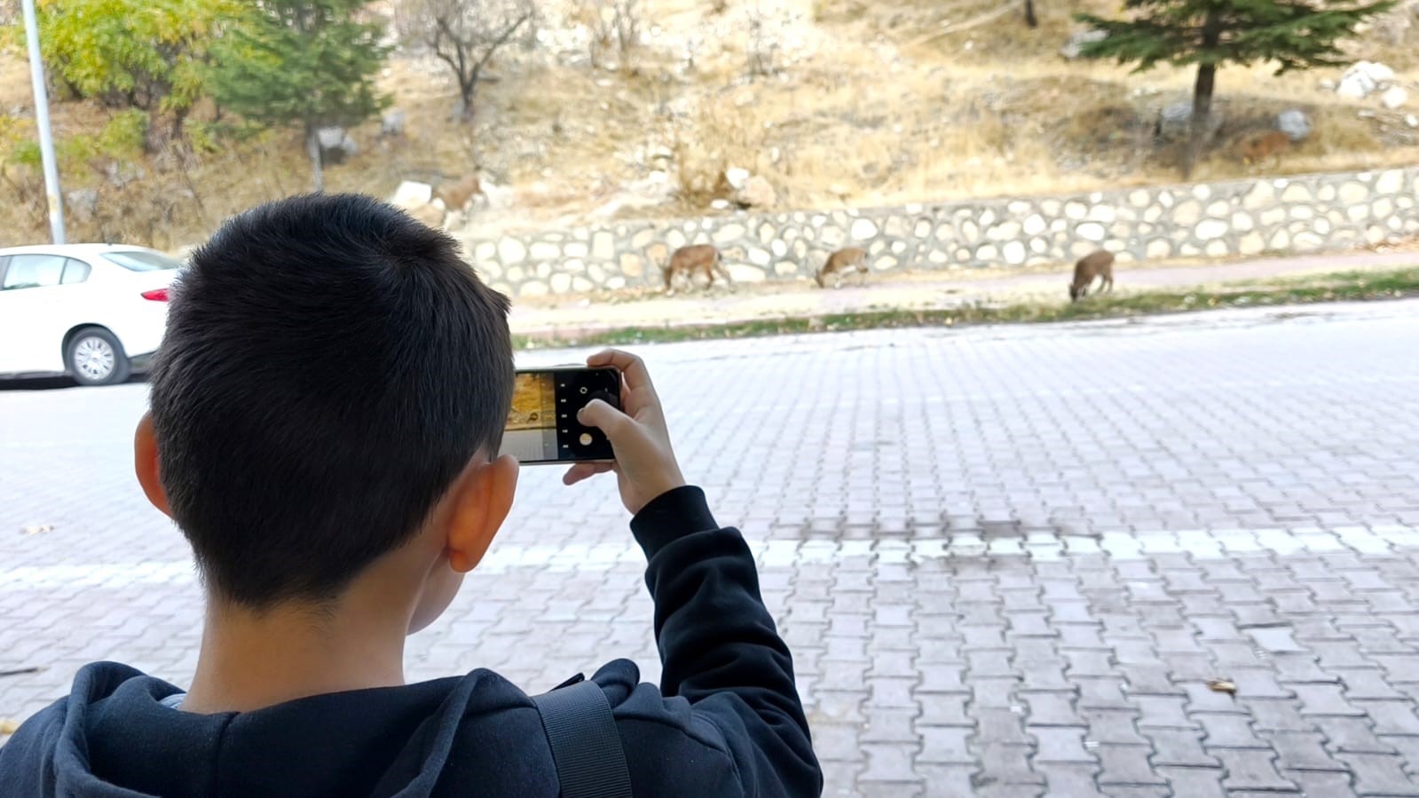 Dağ keçileri sonbahara renk kattı: Tunceli’de görsel şölen