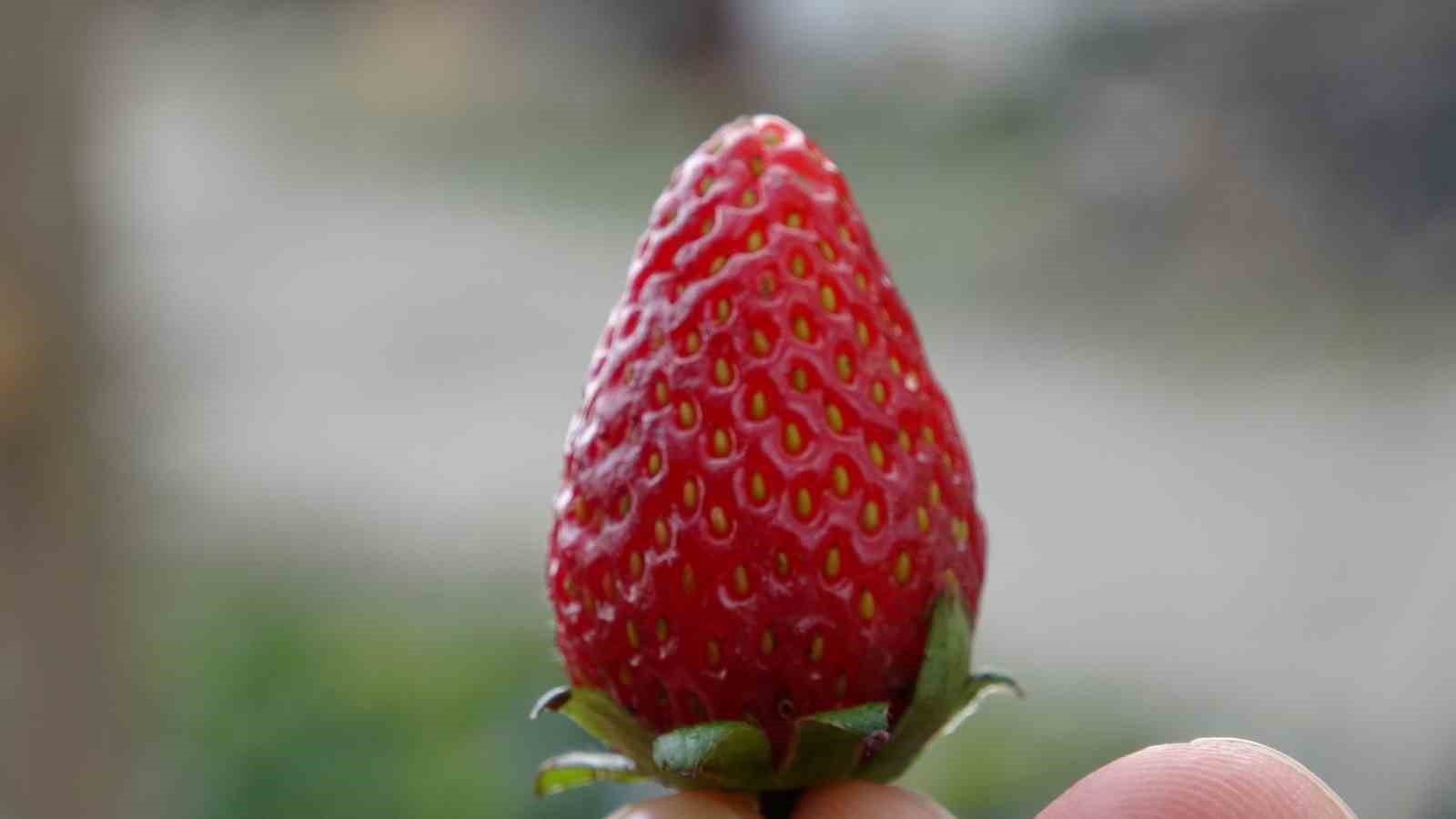 85 yaşındaki İbrahim dede "Hayır Bahçesi"nde yetiştirdiği meyve ve sebzeleri ücretsiz ikram ediyor
