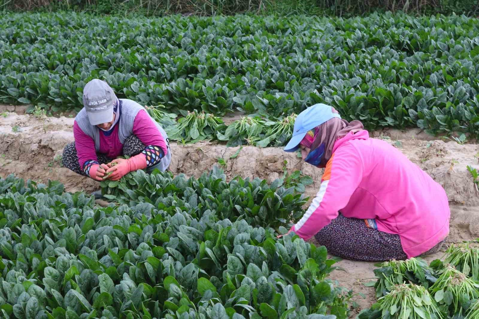 Kış sebzesi ıspanakta hasat bolluğu