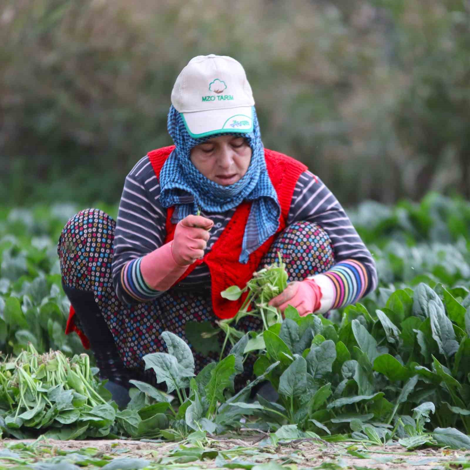 Kış sebzesi ıspanakta hasat bolluğu