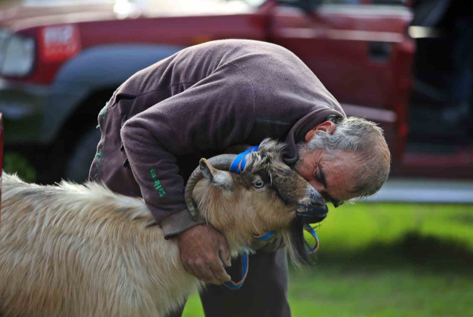 3 keçisini kurtlar yiyen yaşlı adam, mahsur kaldığı uçurumdan kurtarılan son keçisine sarılıp doyasıya öptü