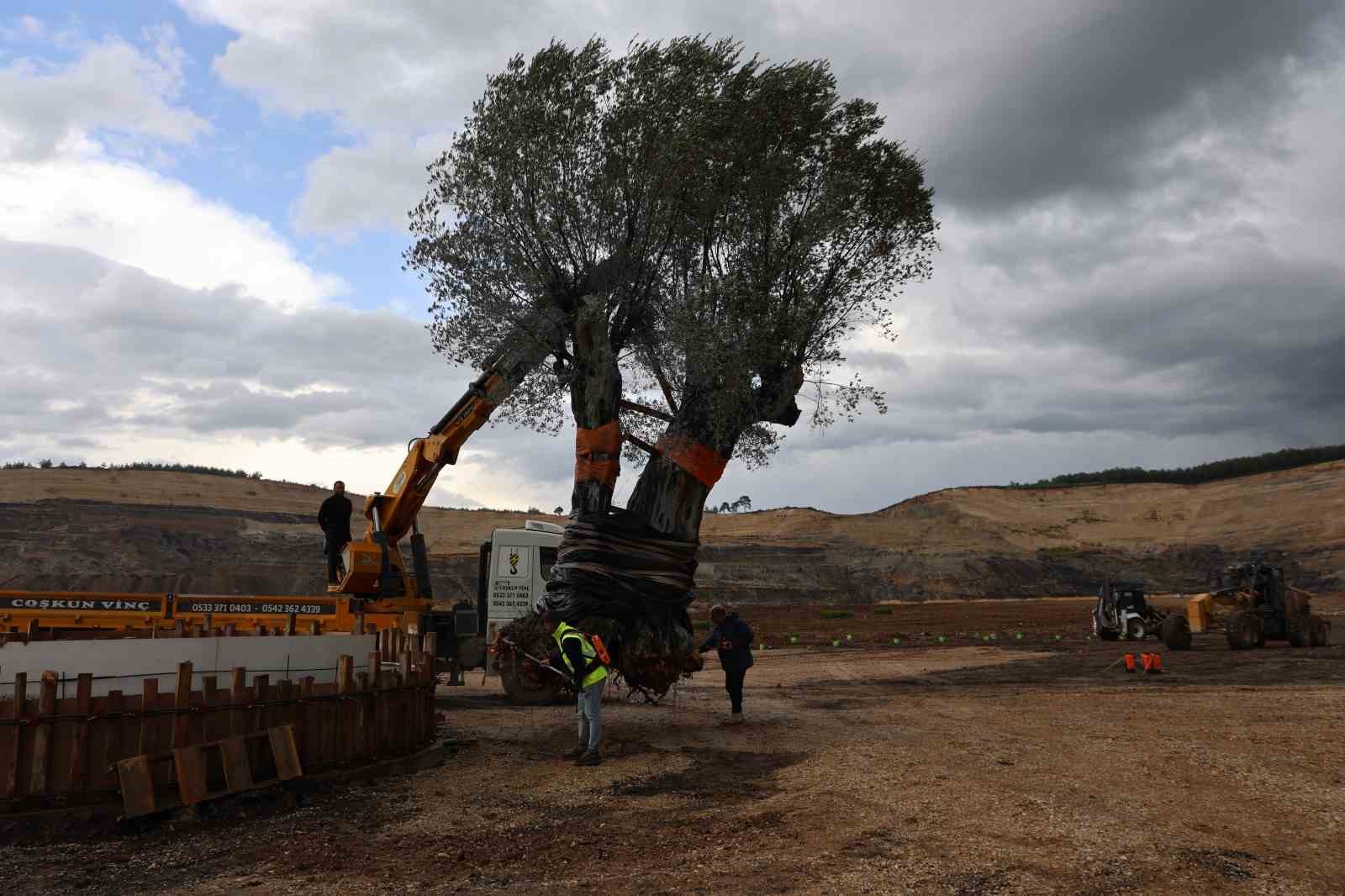 Milas’ta 3 asırlık zeytin ağacı yeni yerine törenle taşındı