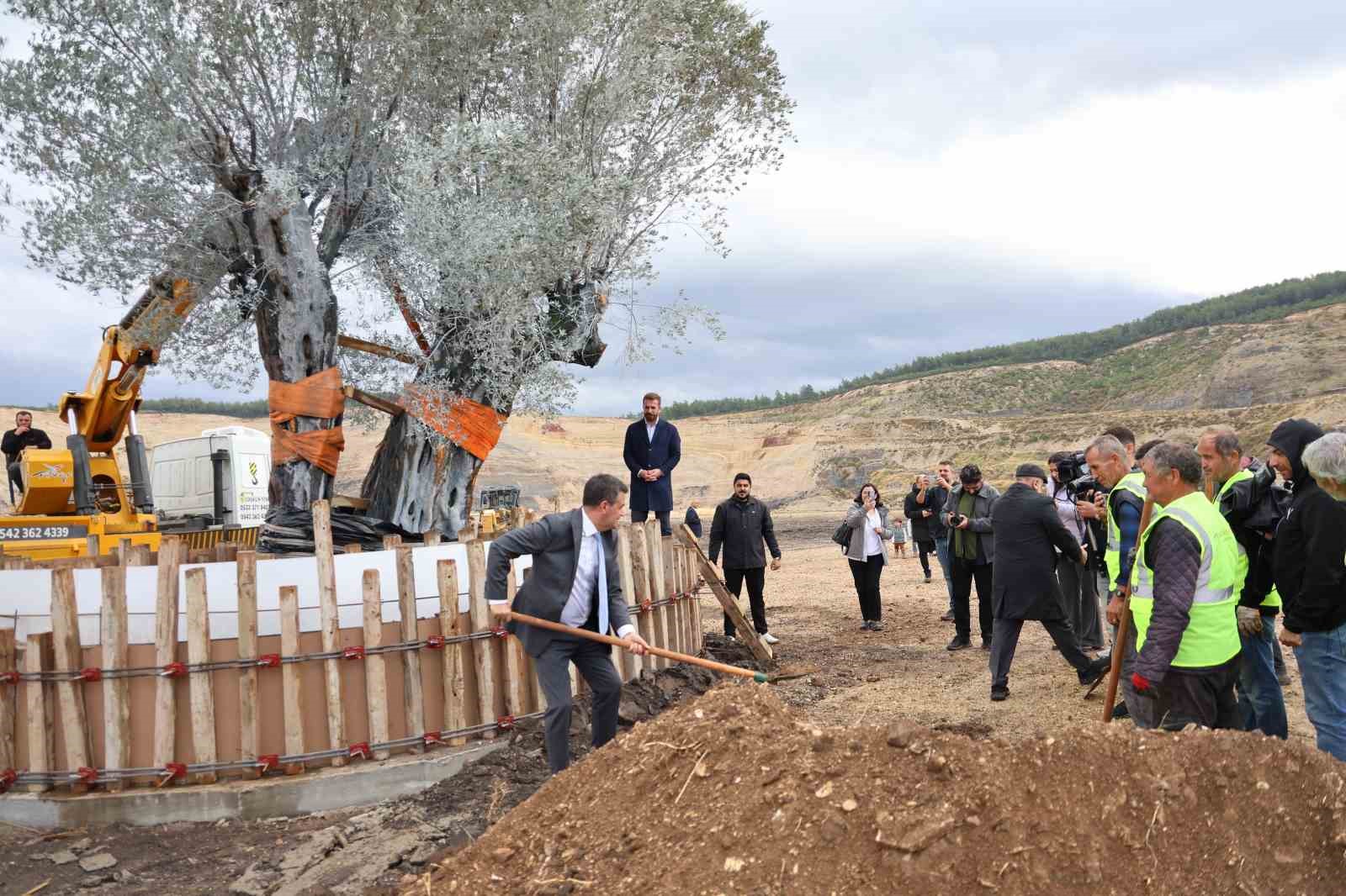 Milas’ta 3 asırlık zeytin ağacı yeni yerine törenle taşındı
