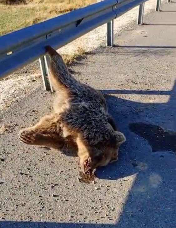 Aracın &ccedil;arptığı ayı telef oldu
