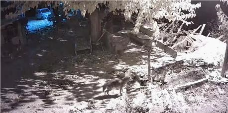 Elazığ&rsquo;da evin etrafında yiyecek arayan &ccedil;akal kamerada
