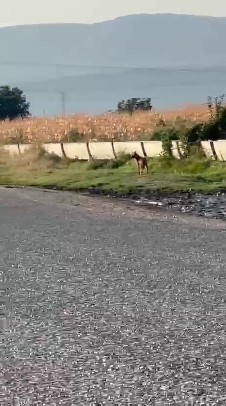 Pop&uuml;lasyonu artan kurtlar k&ouml;ylere indi
