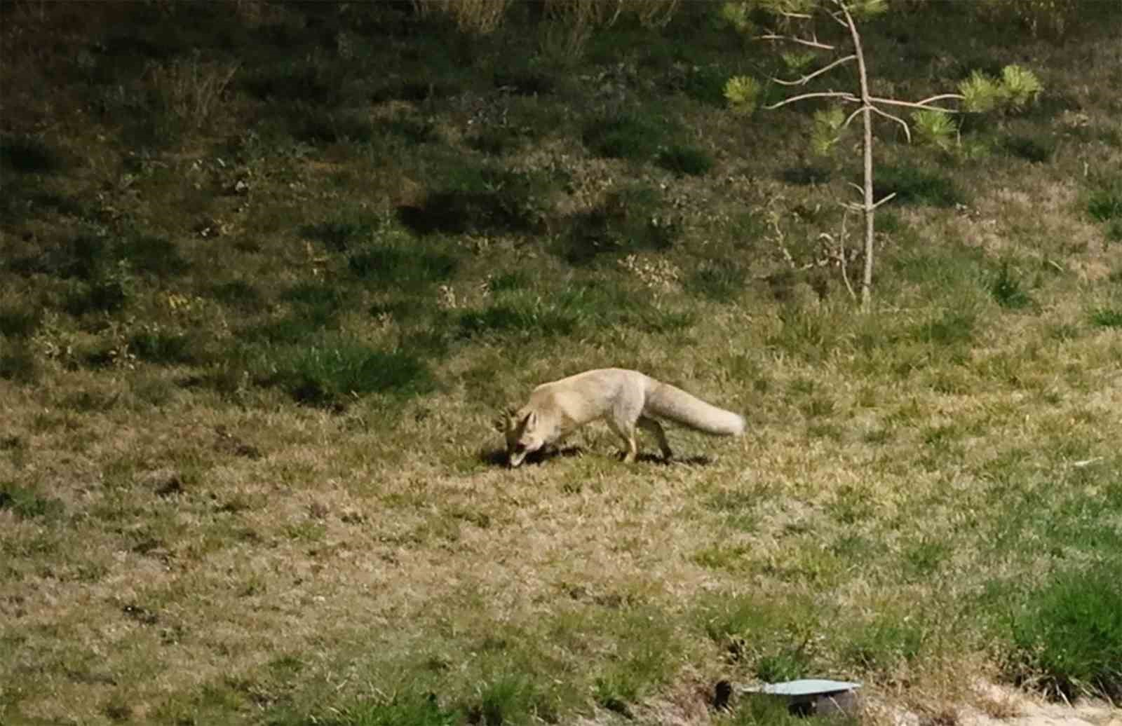 Bitlis sokaklarında tilkiler görüntülendi
