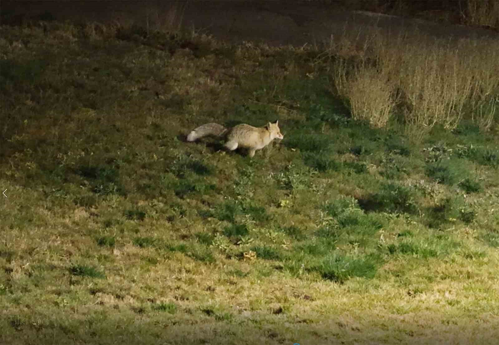 Bitlis sokaklarında tilkiler görüntülendi